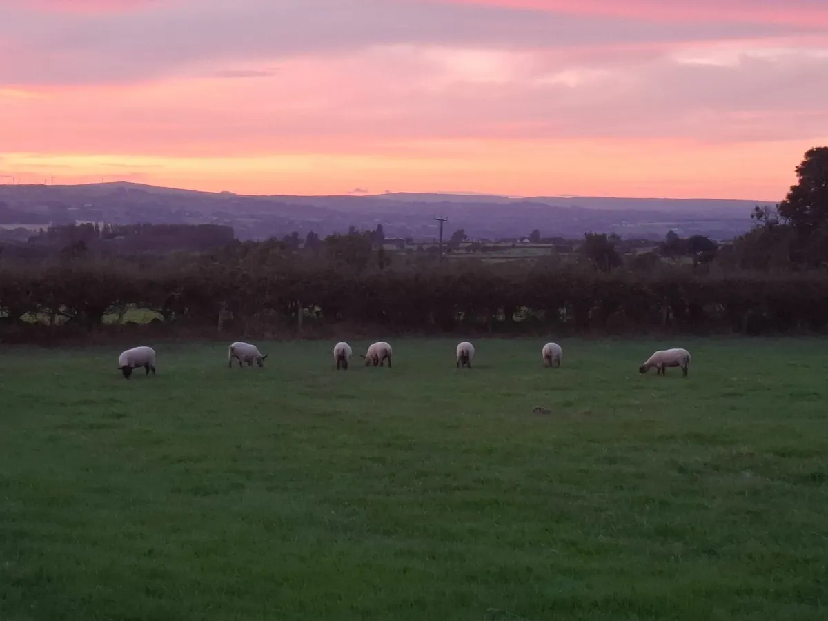 Digifoot Hoof Solution - For Healthy Feet.... - Image 4