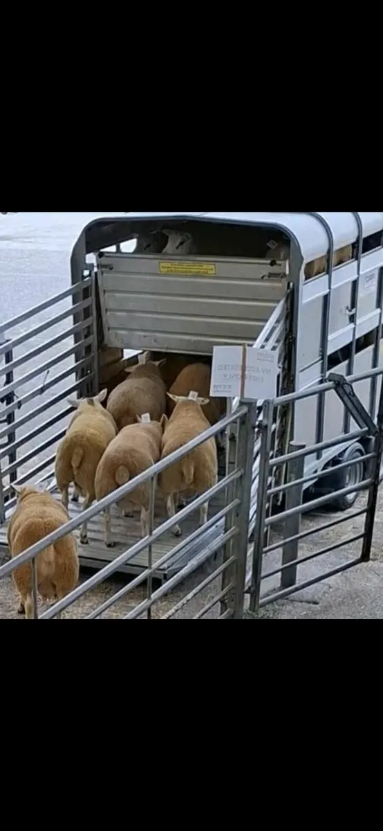 Digifoot Hoof Solution - For Healthy Feet.... - Image 3