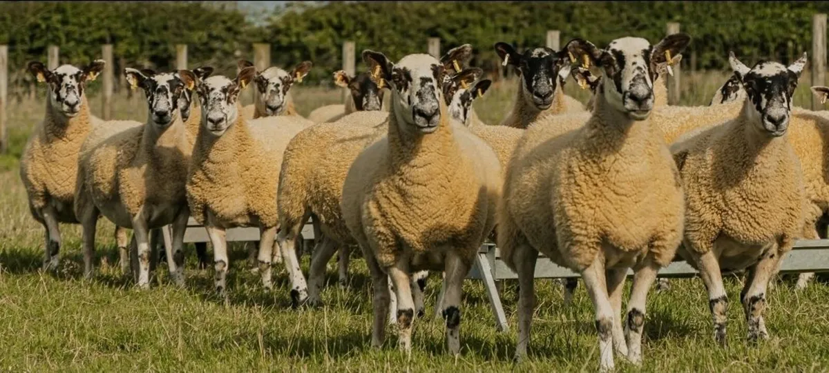 Digifoot Hoof Solution - For Healthy Feet.... - Image 2