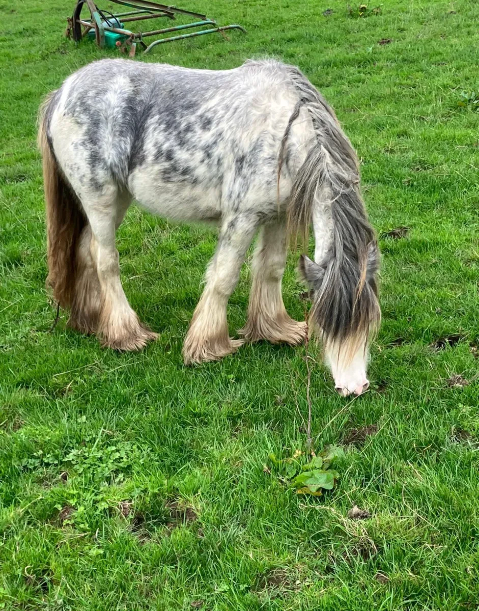 Ponys stolen from Galway - Image 1