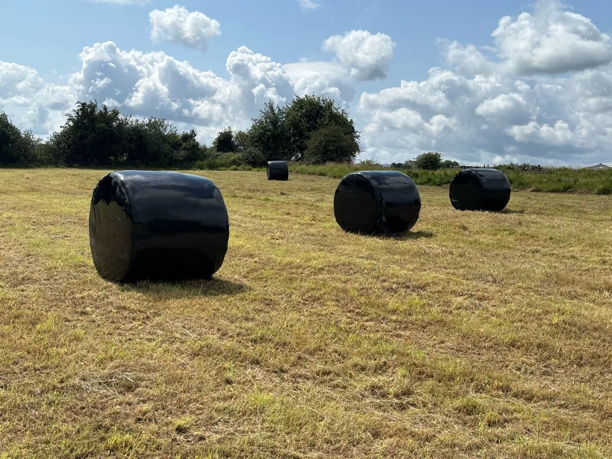 Top Quality Haylage - Image 2