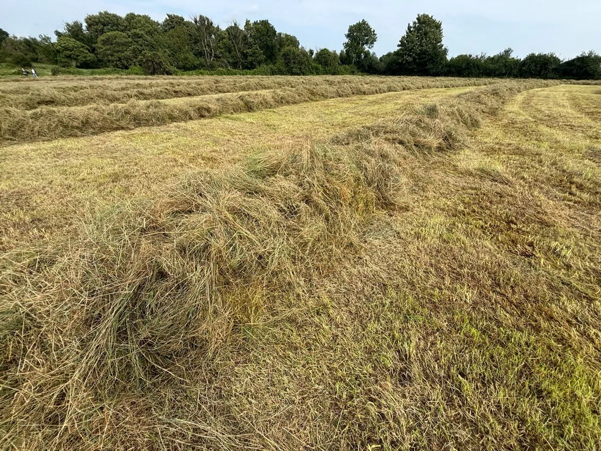Top Quality Haylage - Image 3