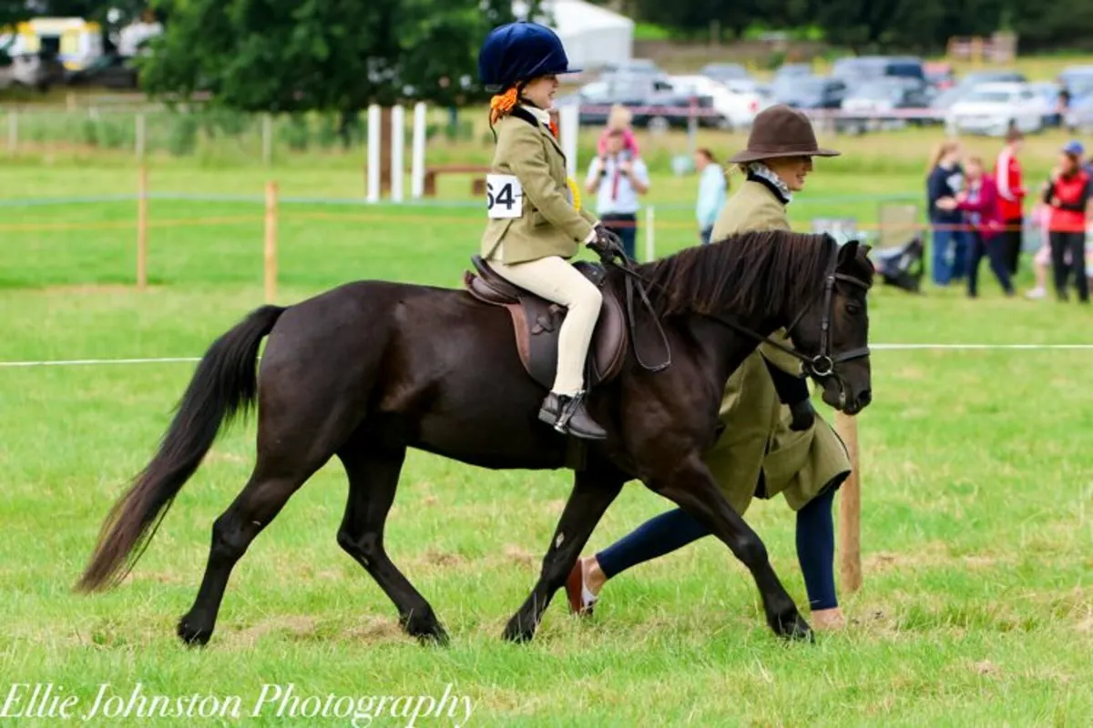 Dartmoor Gelding - Image 4