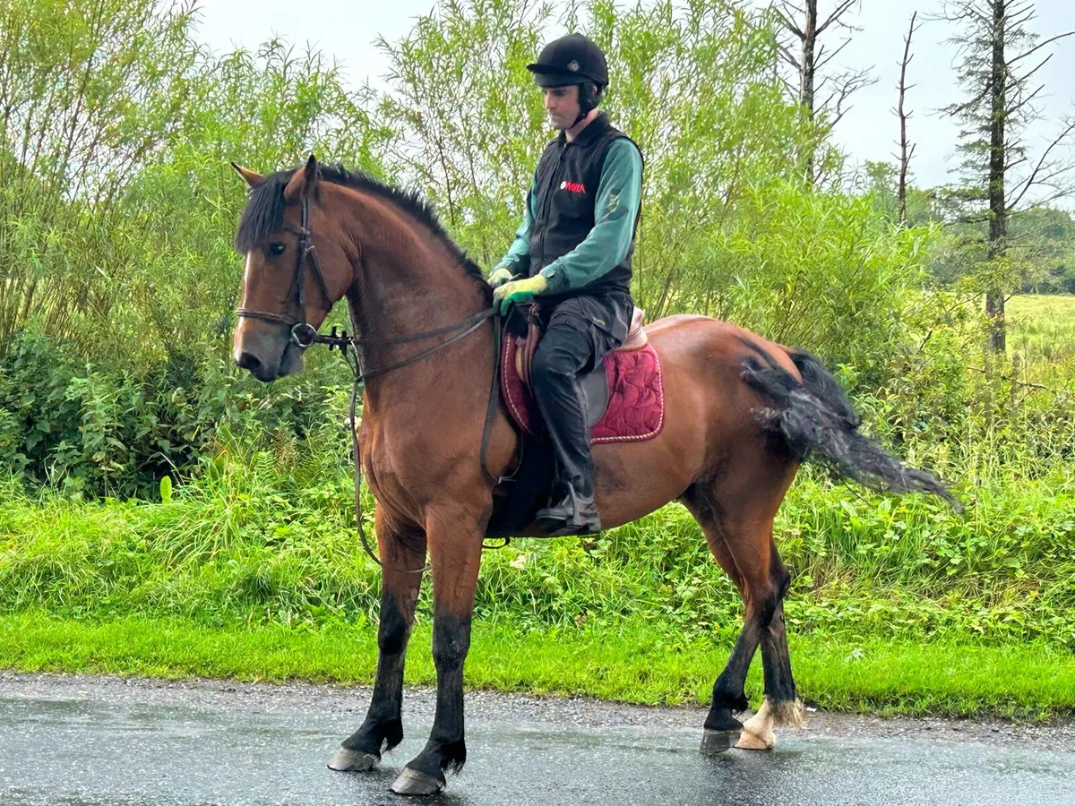 6 year old 15.2 Connemara x ISH Gelding - Image 2