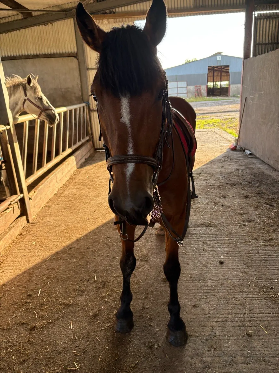 6 year old 15.2 Connemara x ISH Gelding - Image 4