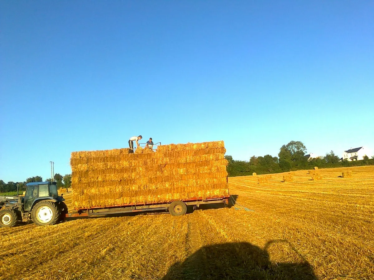 Wheatean and Barley straw 8 - 4- 3  hay round bale - Image 4