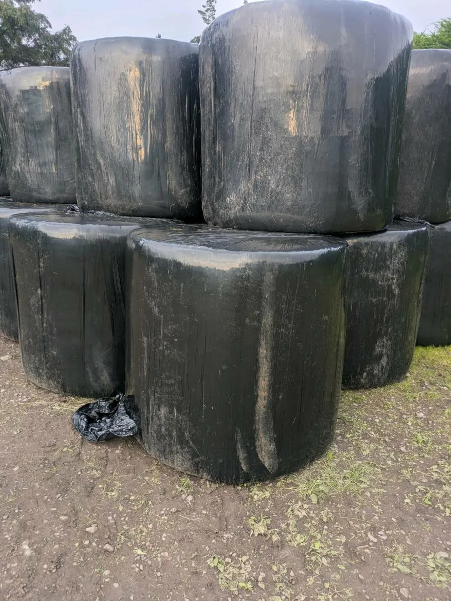Silage bales - Image 1
