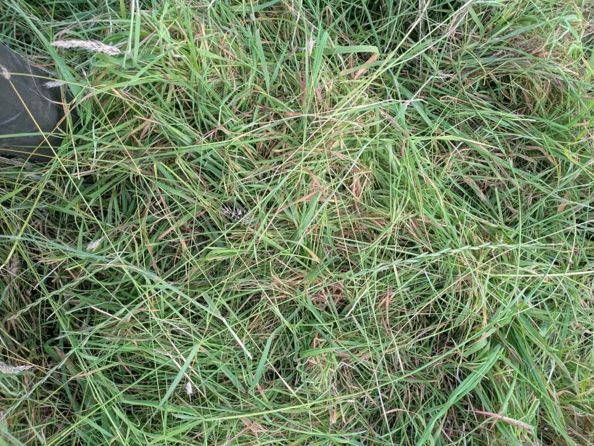 Silage bales - Image 4