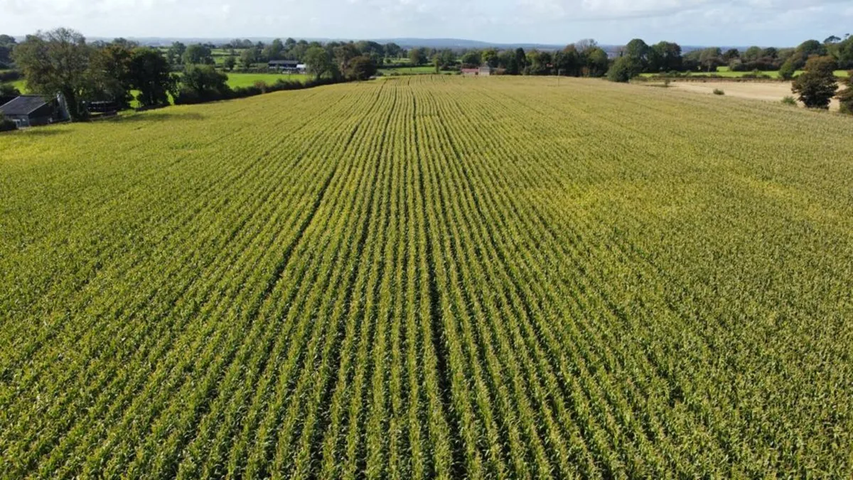 Maize for sale - Image 1