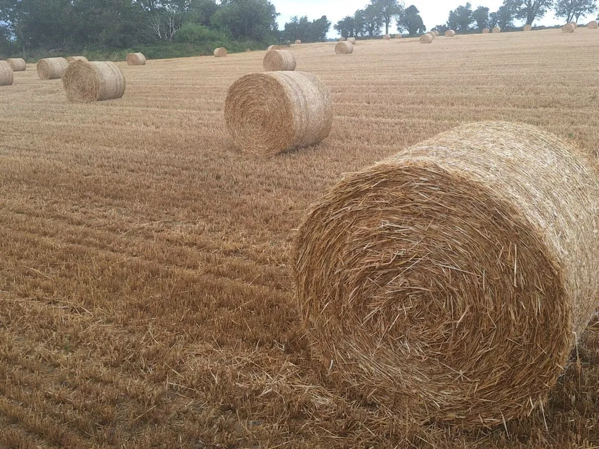 Hay, Barley and wheaten straw - Image 2