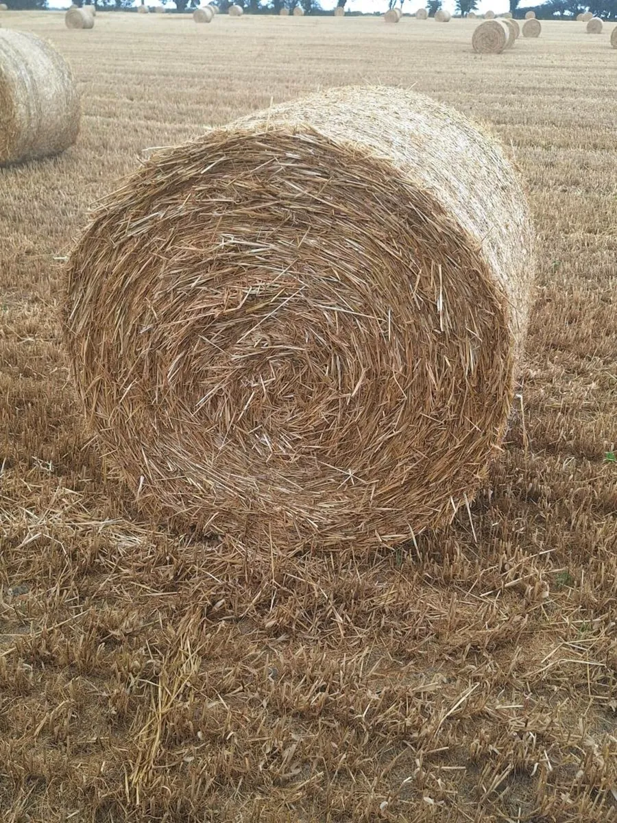 Hay, Barley and wheaten straw - Image 1