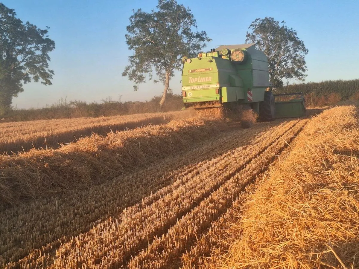 Hay, Barley and wheaten straw - Image 3