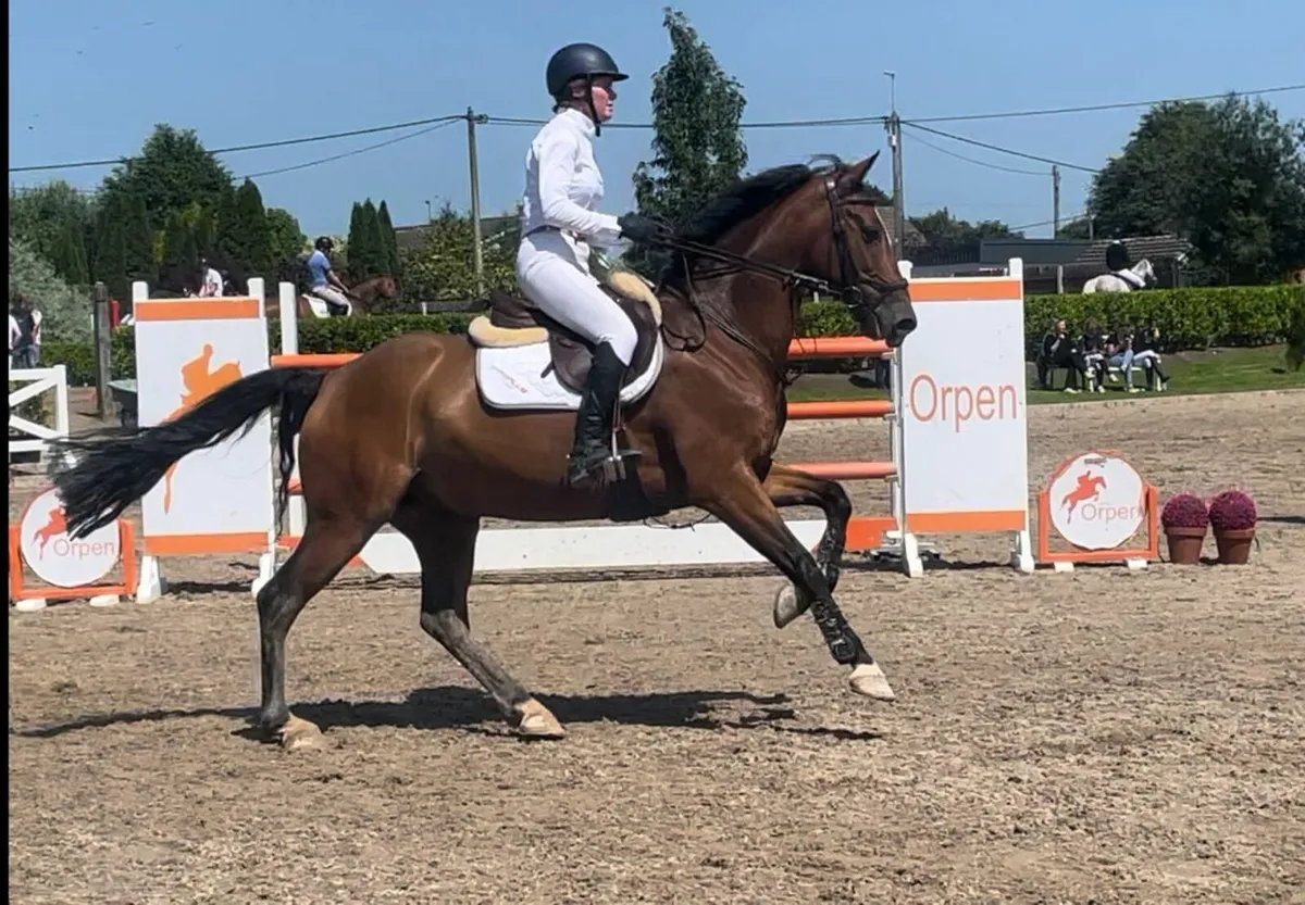 Horses for Sale - Image 4