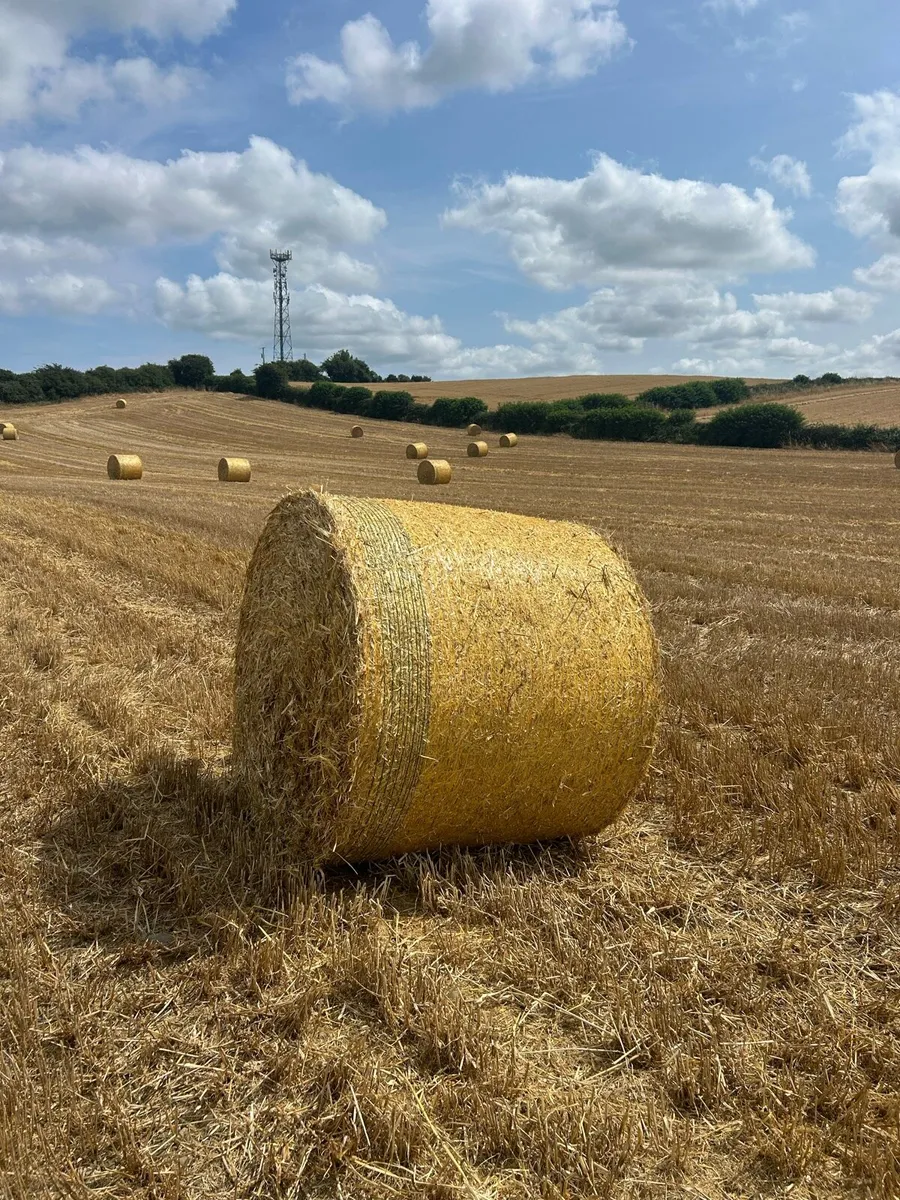 Round bales of spring and winter barley straw - Image 3