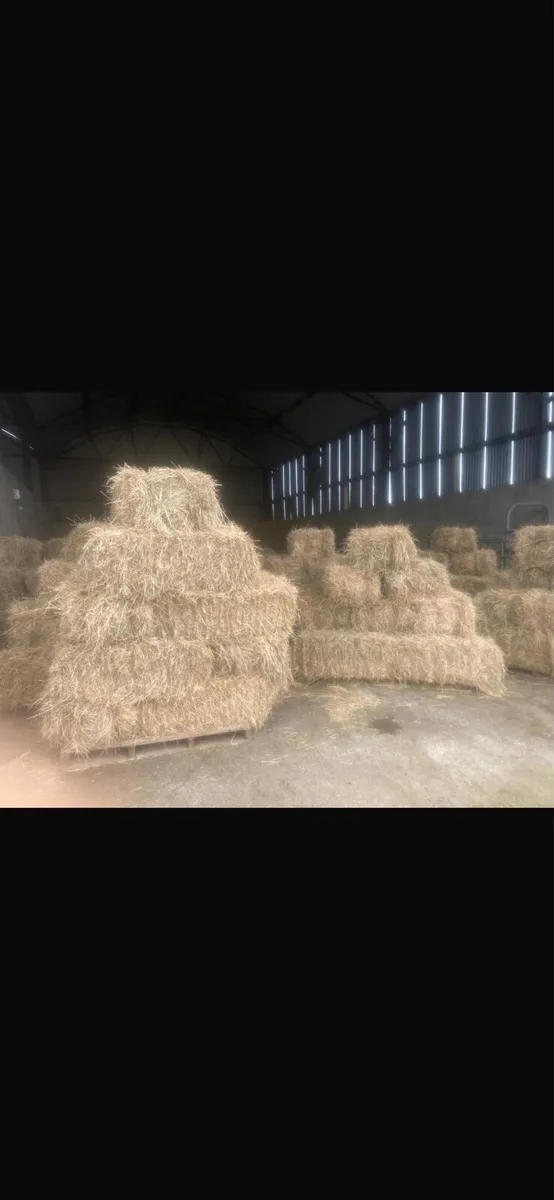 Hay square bales - Image 1