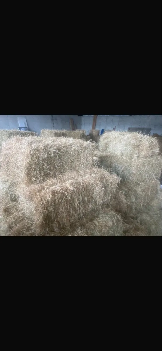 Hay square bales - Image 2