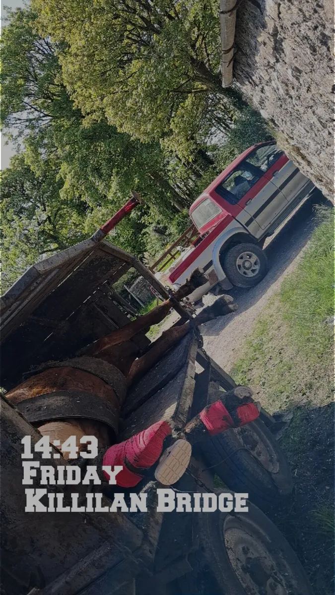 Calf debuding/ Hoof trimming and teat sealing - Image 2