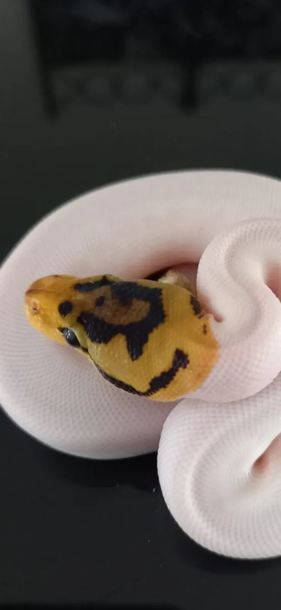 Royal python morphs - Image 3