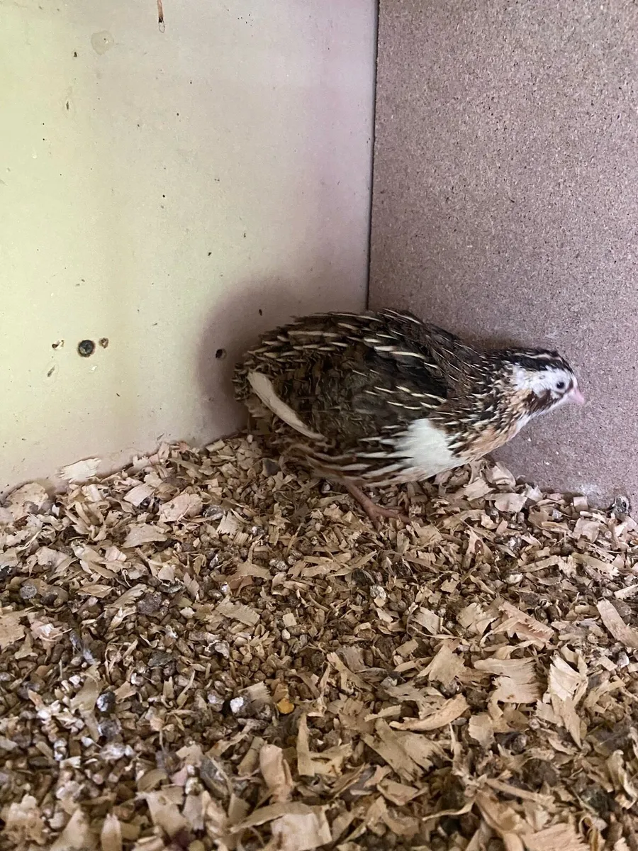 Male Quail - Image 1