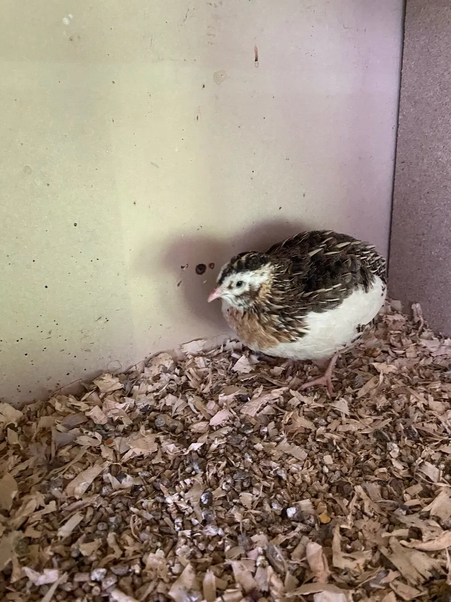 Male Quail - Image 2