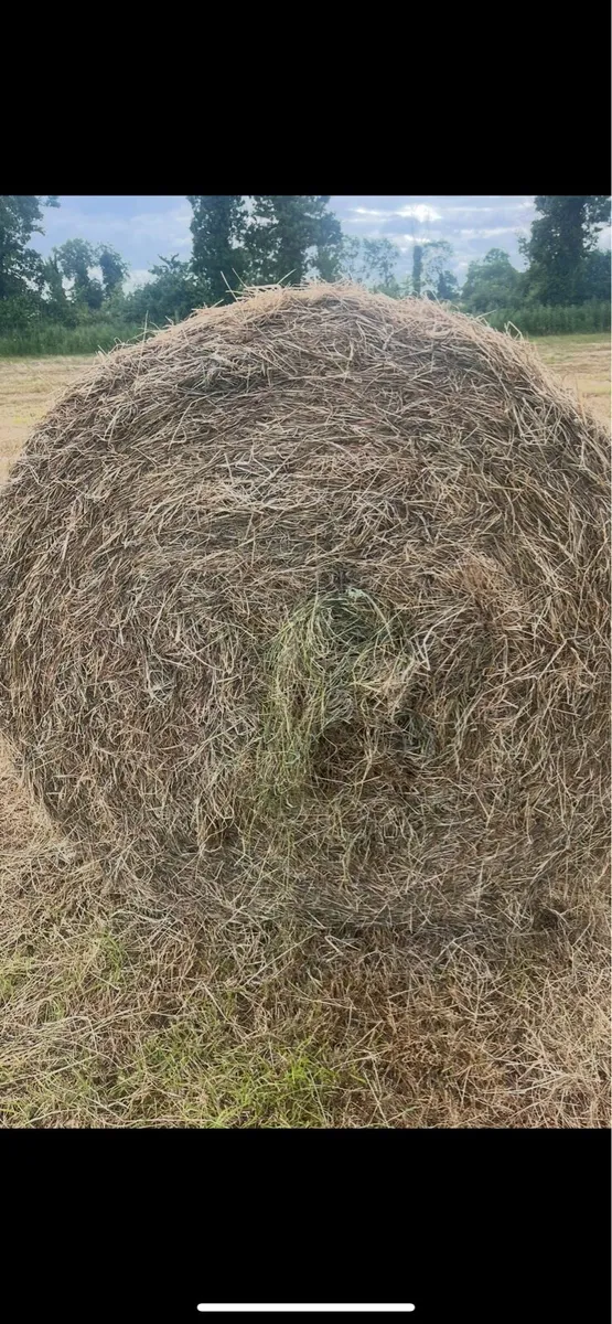 Round bales of Hay - Image 1