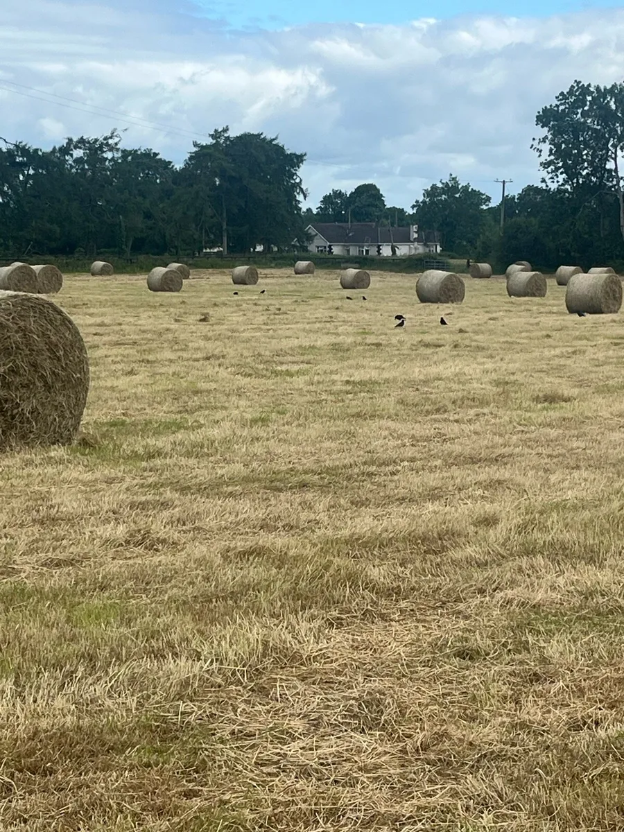 Round bales of Hay - Image 3