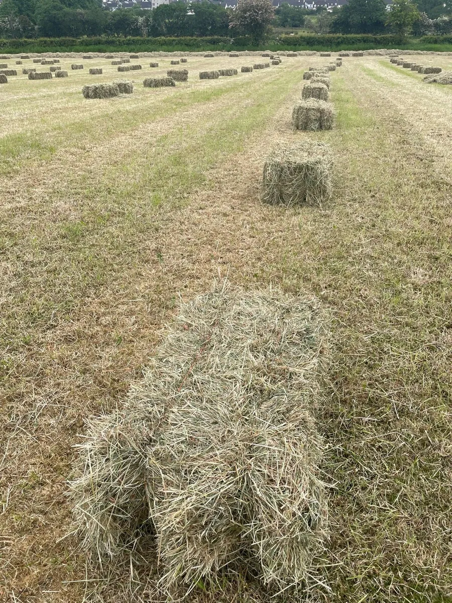 Small bales off hay - Image 1