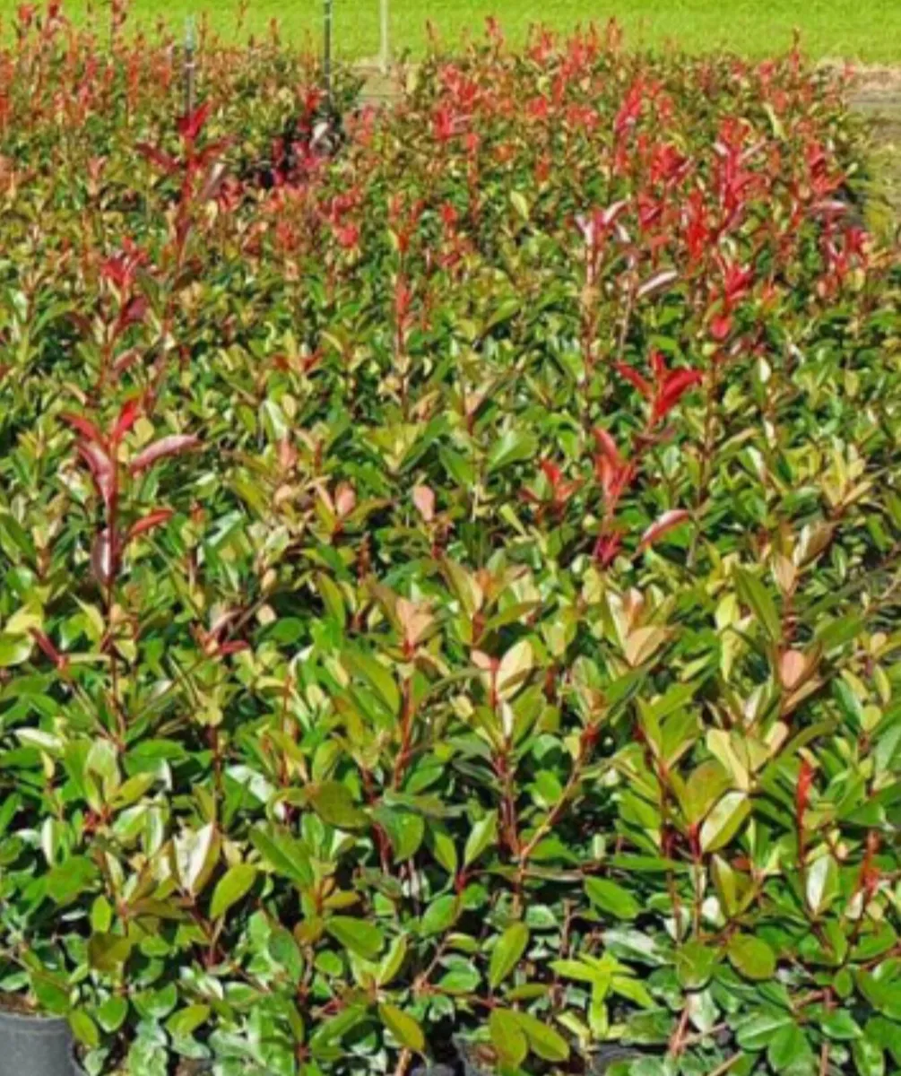 Red robin hedging - Image 1