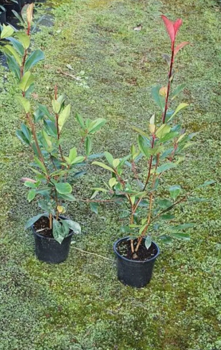 Red robin hedging - Image 2