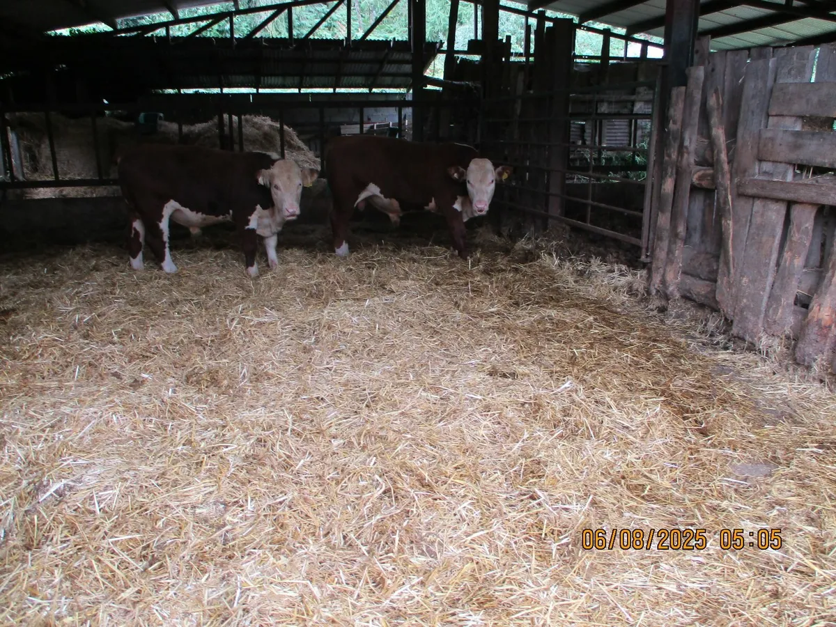 1 pbr hereford for sale - Image 1
