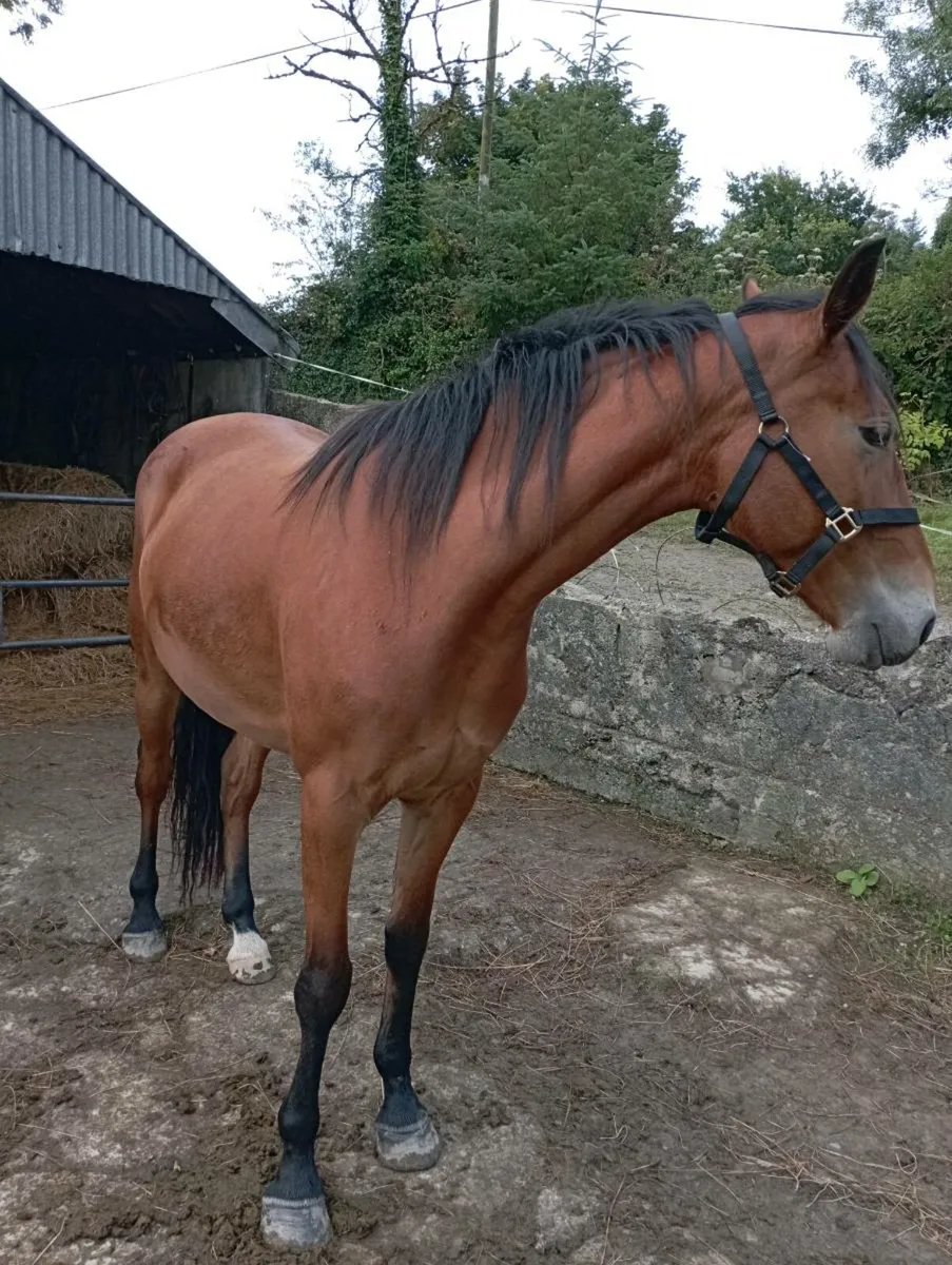 Filly 4 year old - Image 2