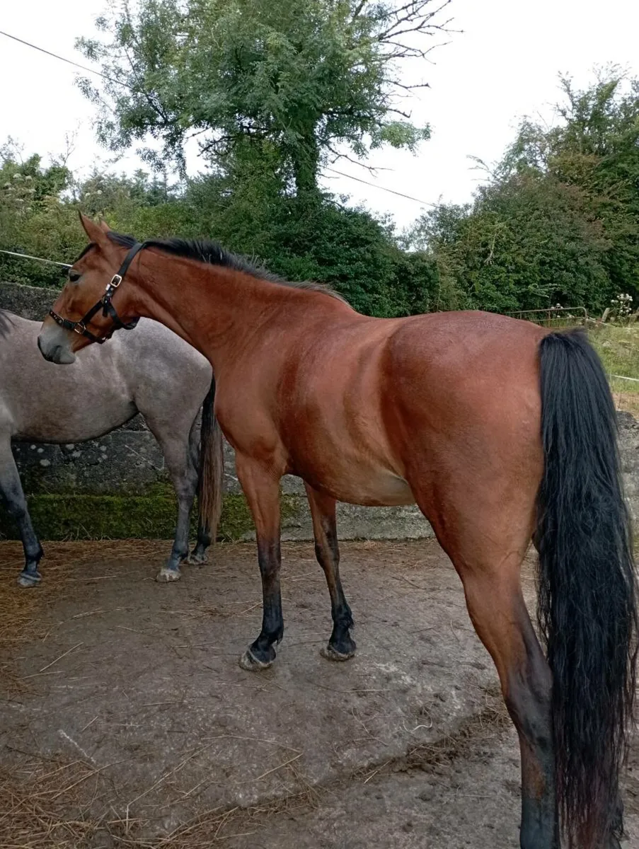 Filly 4 year old - Image 3