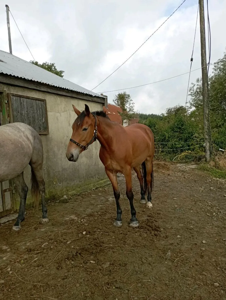 Filly 4 year old - Image 4