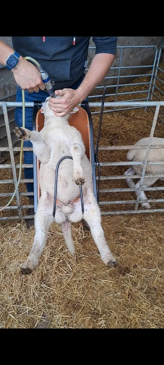 Lamb chutes ( SmythAgri ) - Image 1