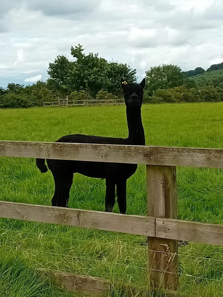 Alpaca - Image 1