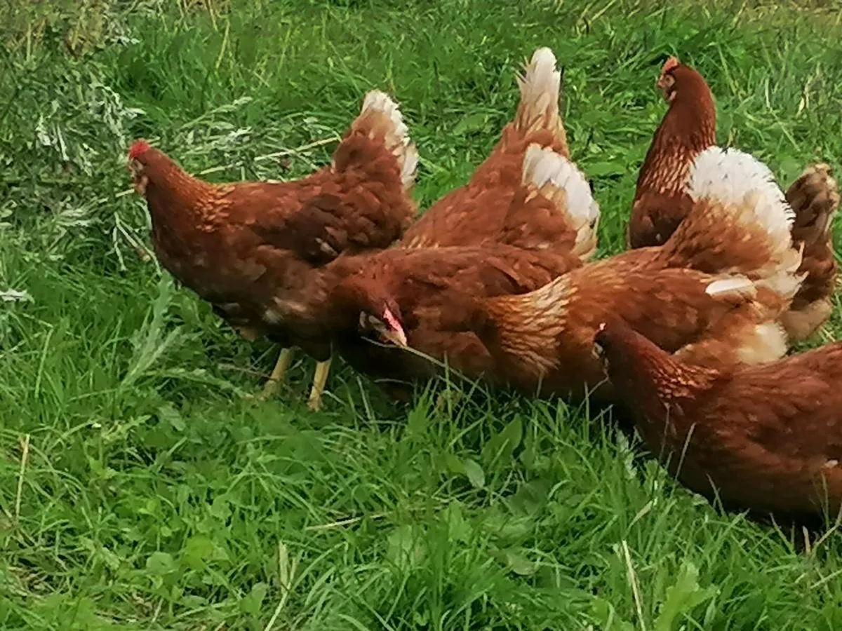 Hybrid red hens - Image 2