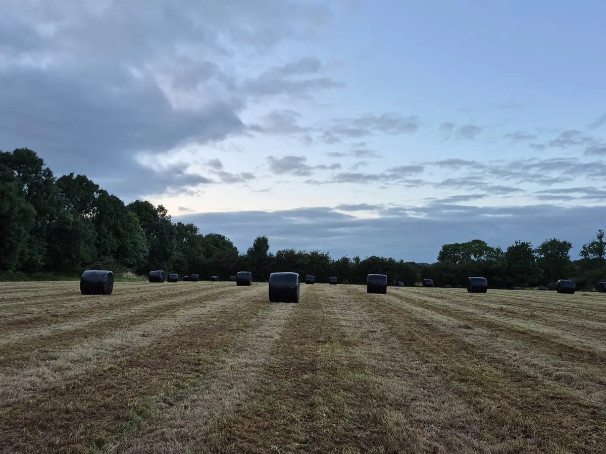 Silage - Image 3