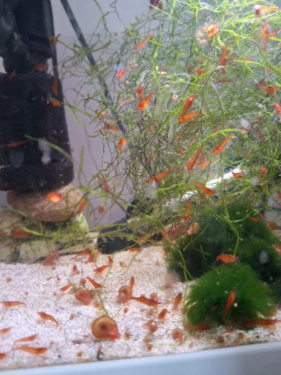 Baby Fish (various types of species) For Sale - Image 4