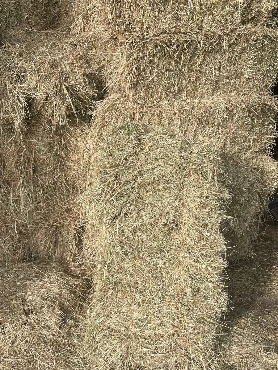 Hay - Image 1