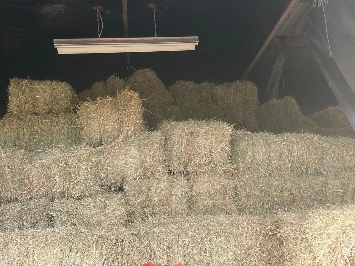 Hay - Image 2