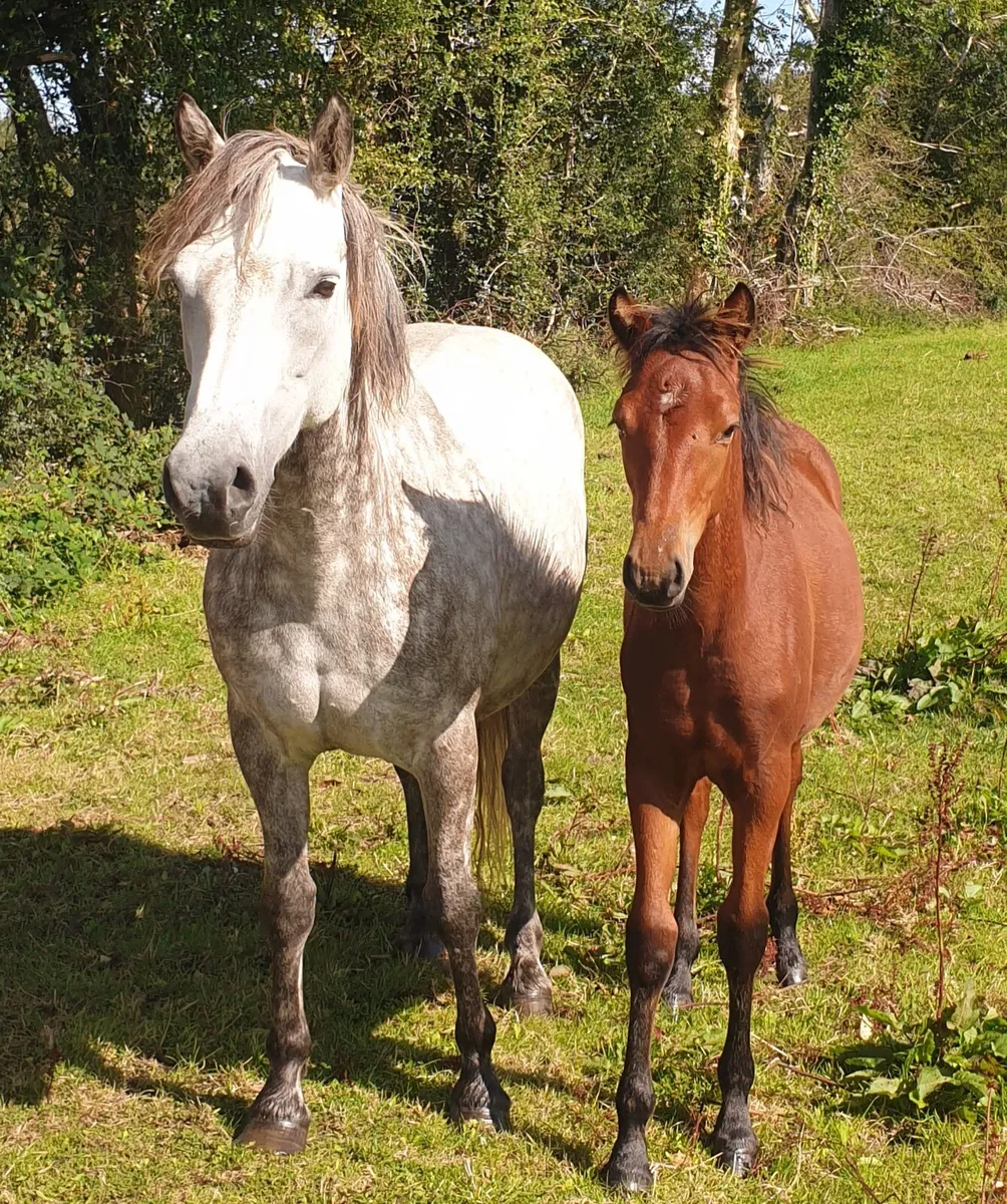 Connemara mare in foal - Image 4