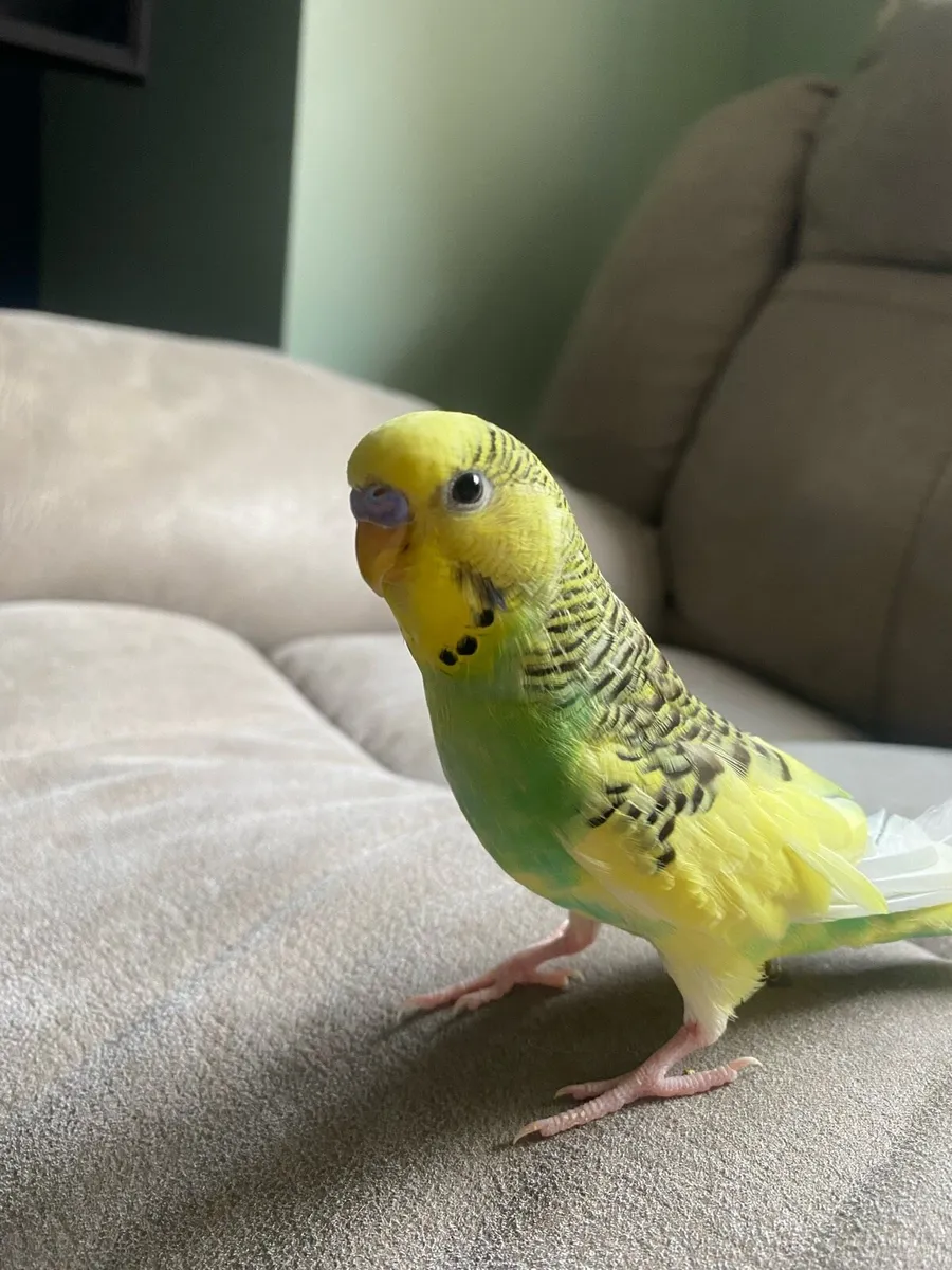 Budgie - Image 1