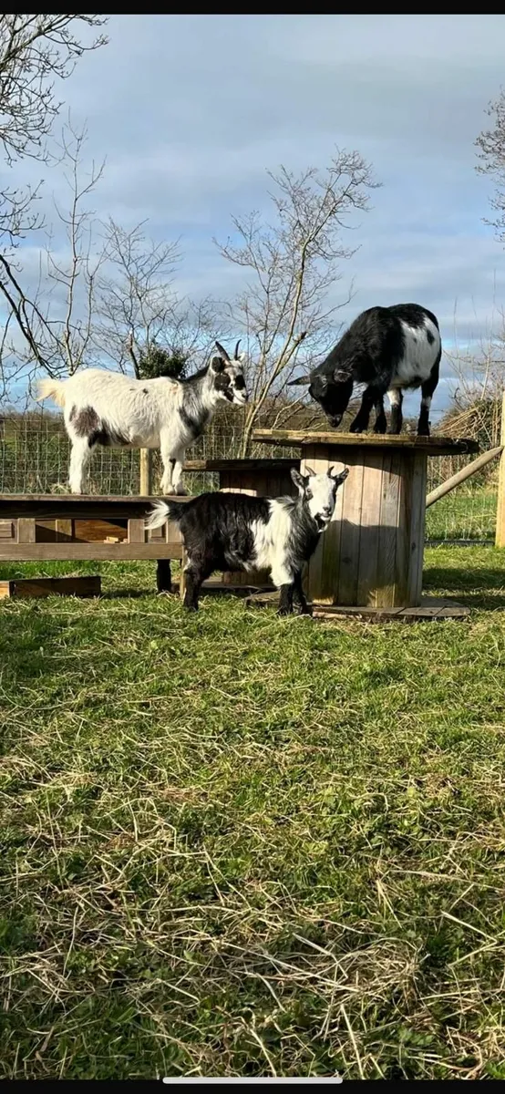 Pygmy Goats - Image 4