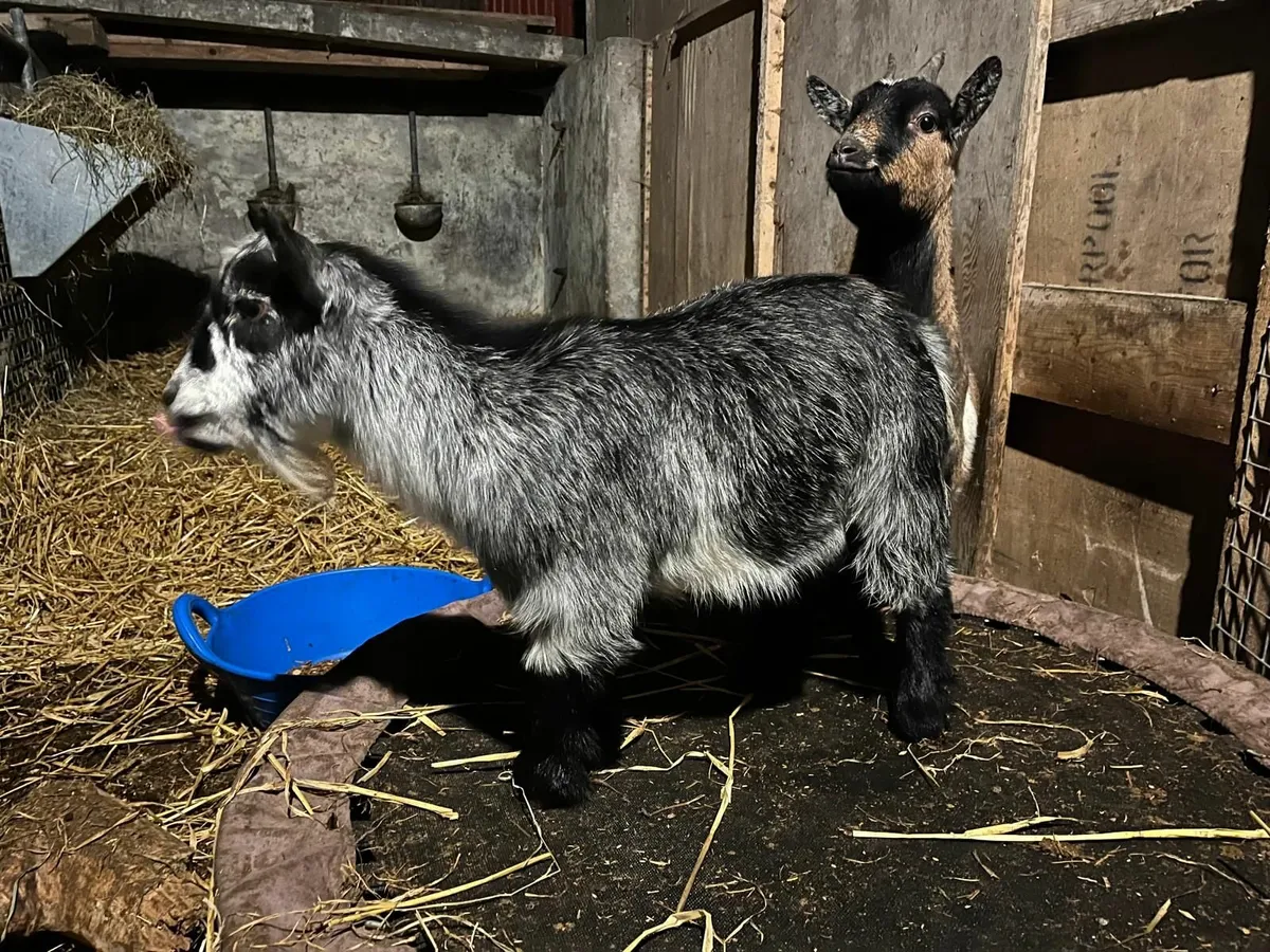 Pygmy Goats - Image 2
