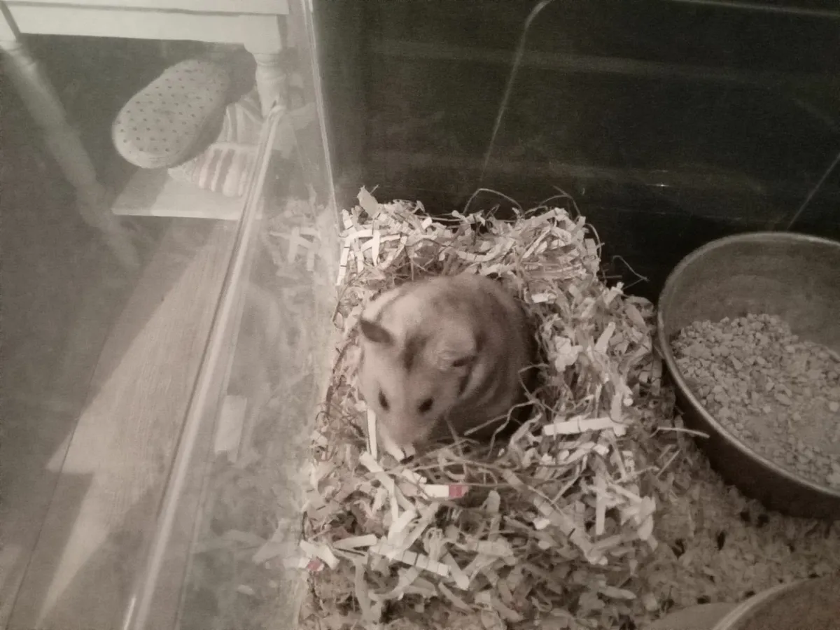 syrian hamster - Image 1
