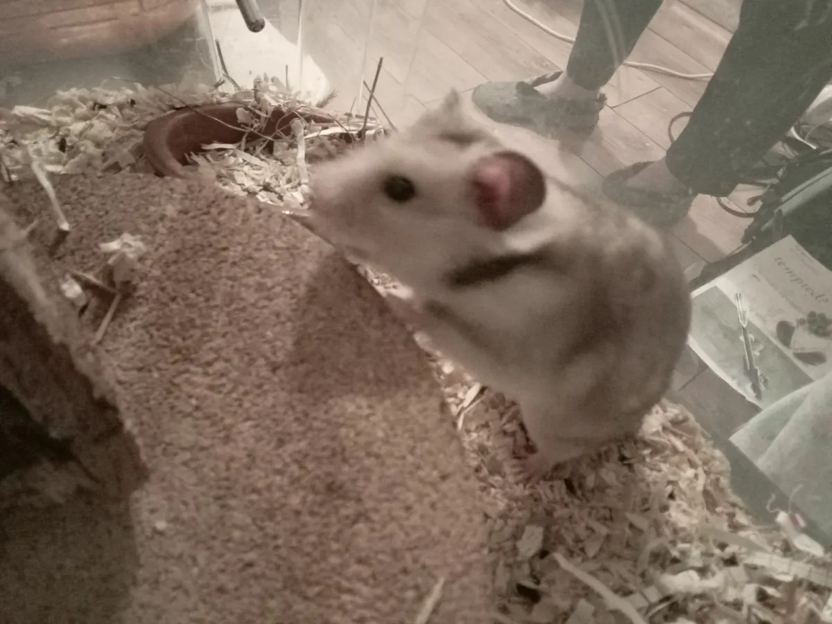 syrian hamster - Image 2