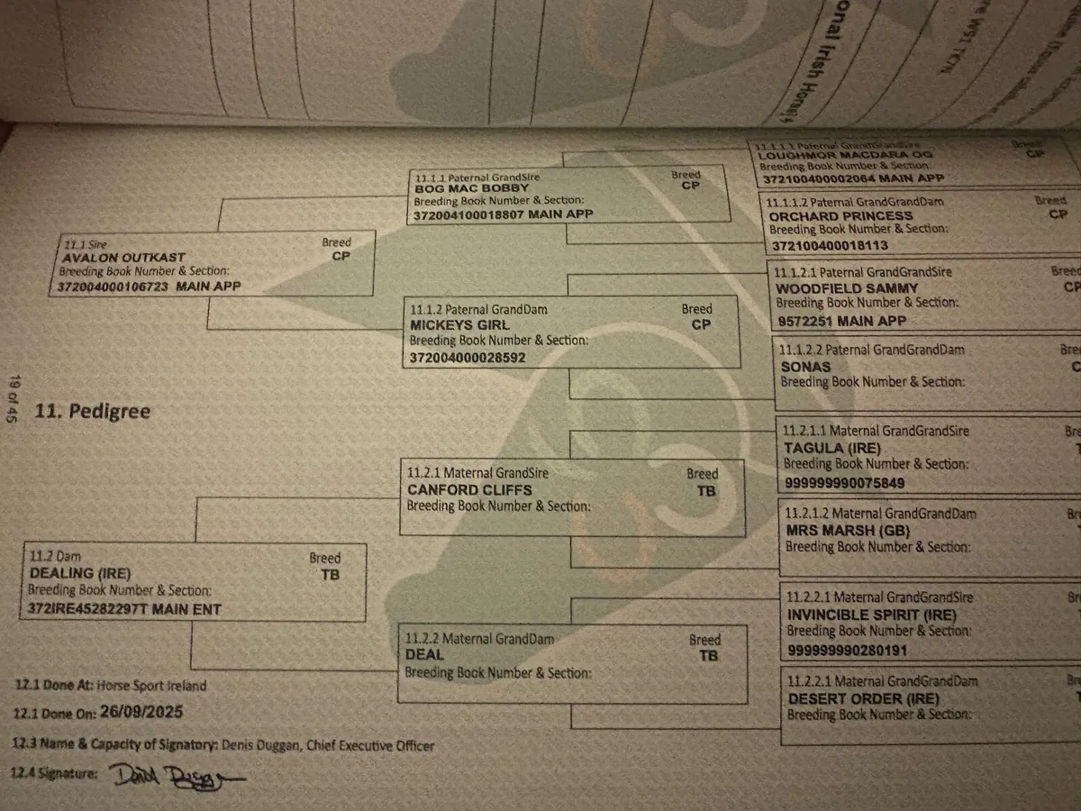 Pony colt foal Connemara x Tb - Image 3
