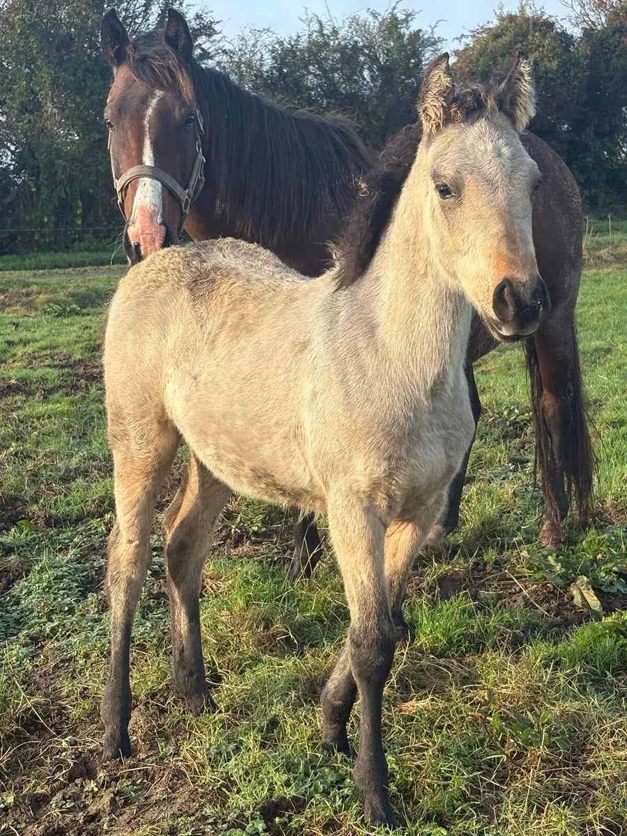 Pony colt foal Connemara x Tb - Image 1