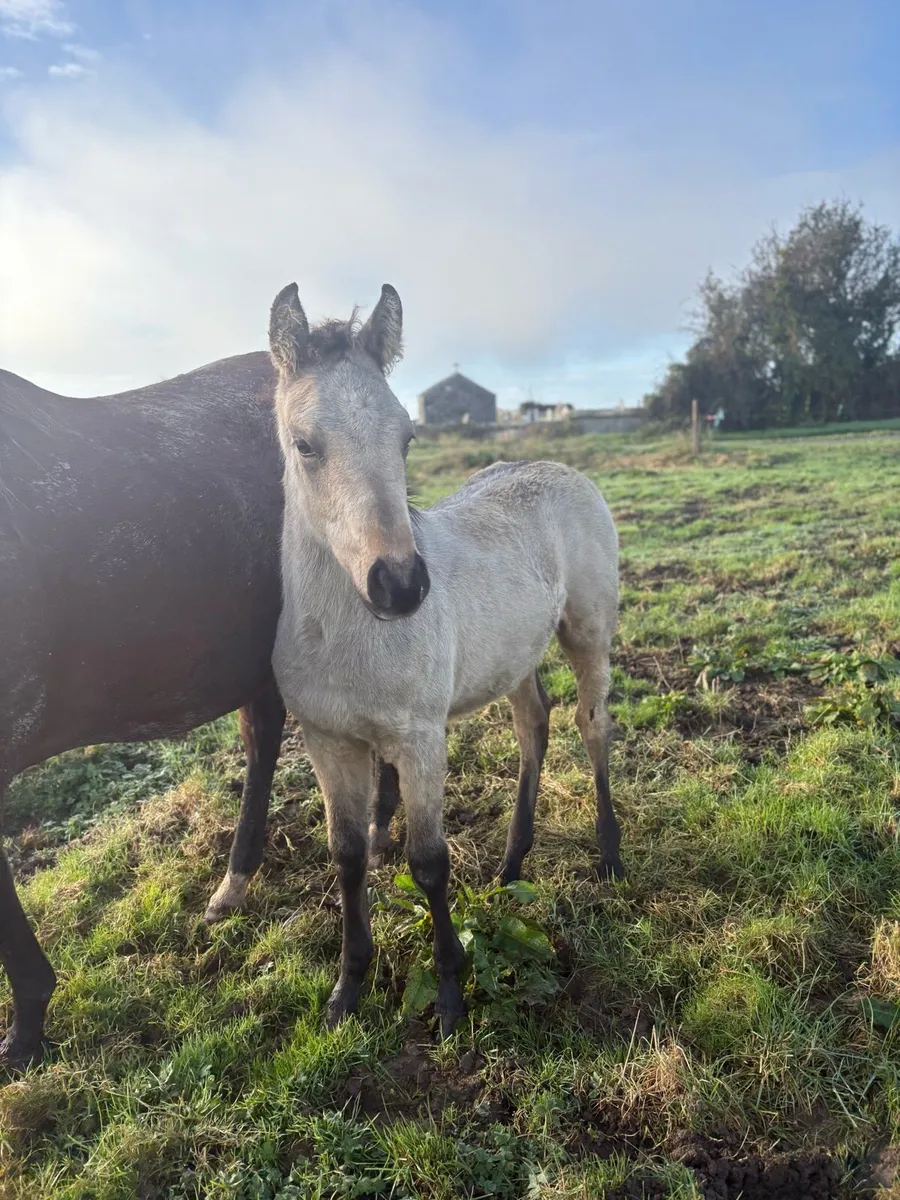 Pony colt foal Connemara x Tb - Image 2