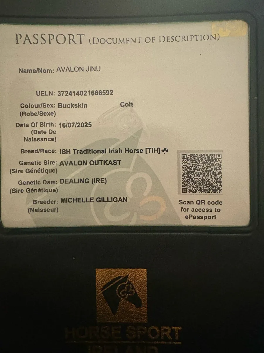 Pony colt foal Connemara x Tb - Image 4